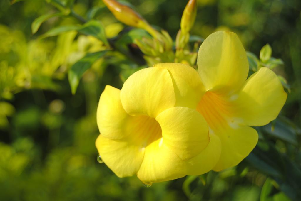 Hill Top Ayurvedic Beach Resort Варкала Экстерьер фото